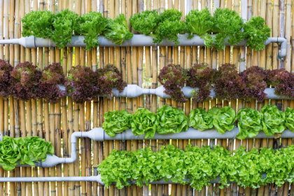 Easy Steps to Planting a Sustainable Garden at Home! - Wellness360 Magazine