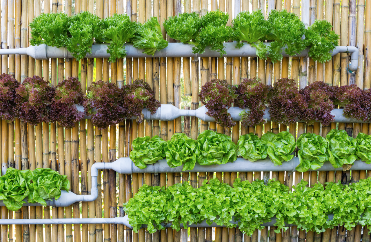 Easy Steps to Planting a Sustainable Garden at Home! - Wellness360 Magazine